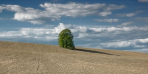Stromy v krajině - Jednoduchost