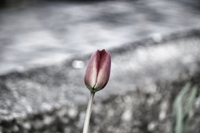michal roule - Chromovaný tulipán