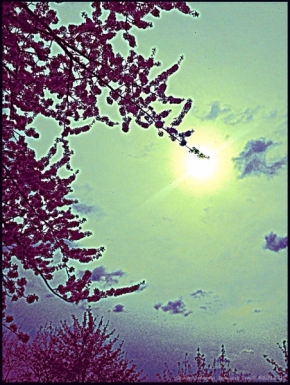 Franczek Travis - Slunce v stromu