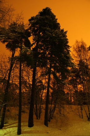 Stromy v krajině - Polárna noc nad lesom