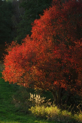 Stromy v krajině - Podzimní červenání