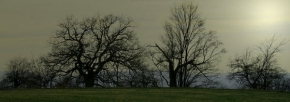 Stromy v krajině - Stromy v šeru