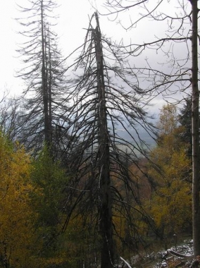 Stromy v krajině - Strom u Ralska