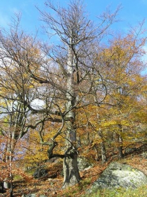 Stromy v krajině - BArevný podzim