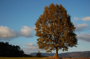 Stromy v krajině - Podzimní model