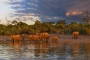 Milan Fiala -podvečer v krajině slonů