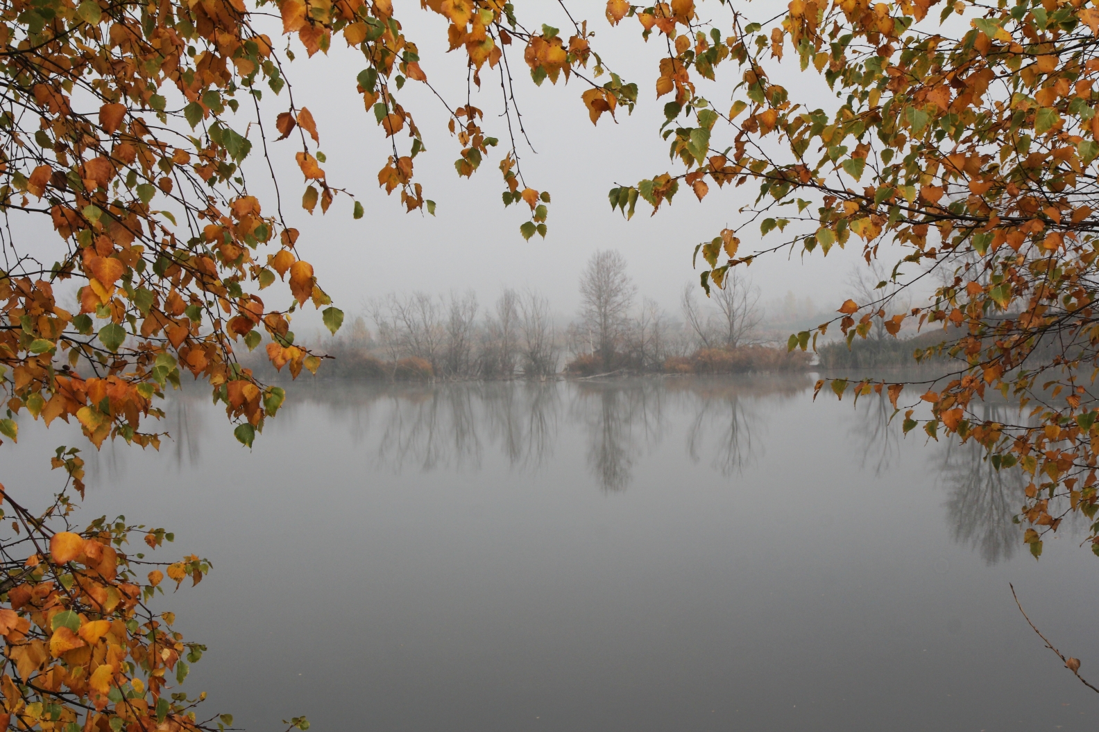 mlha v listí