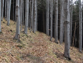 Stromy v krajině - Cesta do vnitra hory