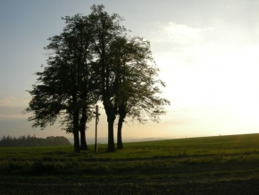 Stromy v krajině - Strom a kříž2