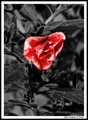 Červená - Květ