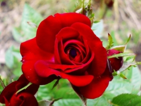 Červená - Roses are red..