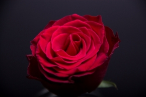 Červená - růže