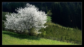 Stromy v krajině - Posel jara