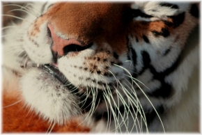Makro a zblízka - Tygr