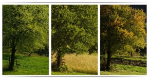 Stromy v krajině - Fotograf roku - ...za mestom...