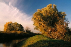 Stanislav Chudý - Jesenný strom