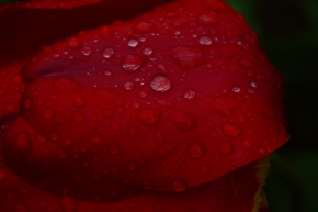 Červená - po daždi