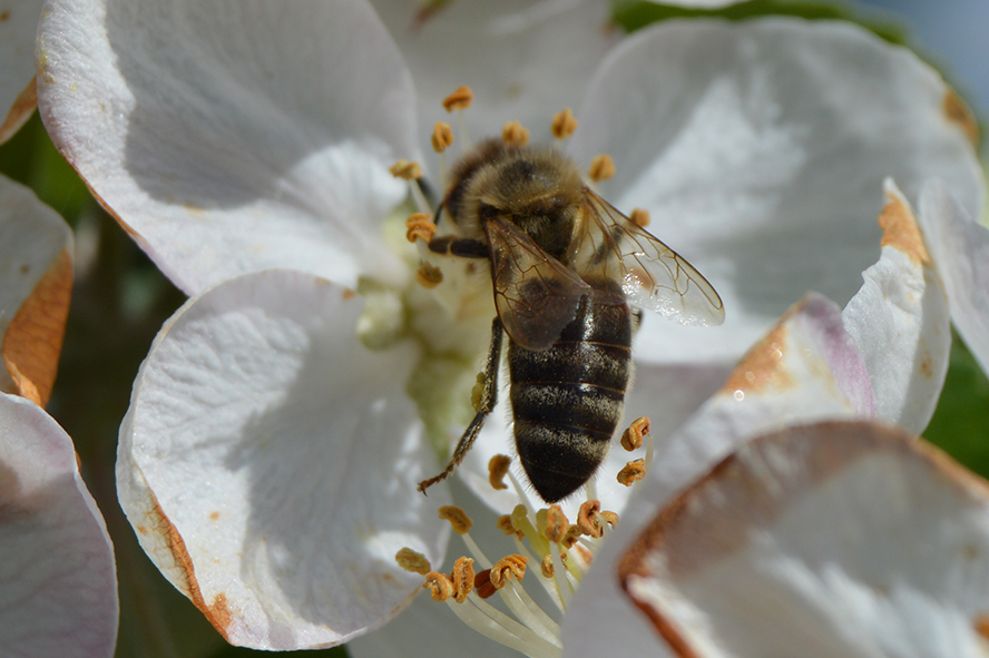 včela na jabloni 