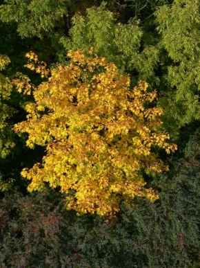 Stromy v krajině - Fotograf roku - kreativita - Mozaika