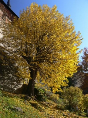 Stromy v krajině - Podzimní zátiší