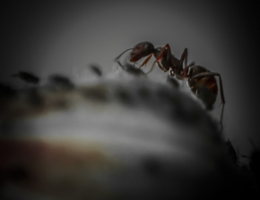 Makro a zblízka - mravenec Z