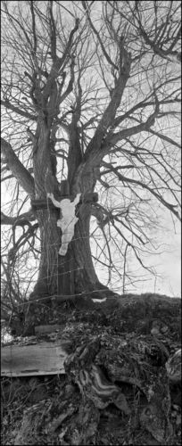 Stromy v krajině - Dřevěný kříž, Rudimov