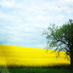Anastázie Doležalová - Yellow