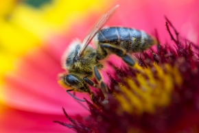 Makro a zblízka - včela