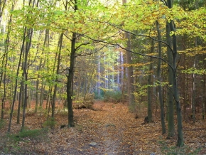 Stromy v krajině - Podzim na Malém Blaníku