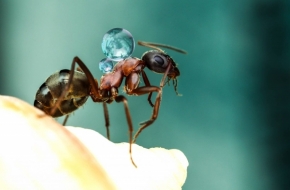 Makro a zblízka - mravenec nosic