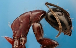Makro a zblízka - mravenec - extremni detail