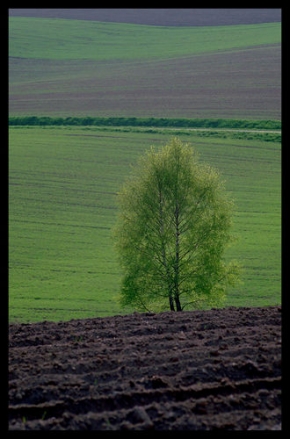 Stromy v krajině - Fotograf roku - kreativita - A on tam stál a koukal do polí