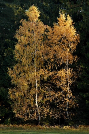 Stromy v krajině - Zlaté listy