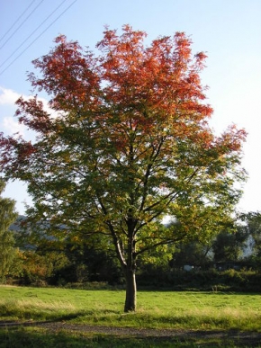 Stromy v krajině - Tříbarevný strom