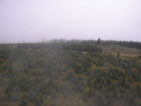 Stromy v krajině - Stromečky v mlze