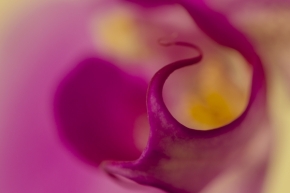 Makro a zblízka - orchidea