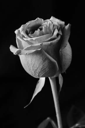 Vidím to černobíle - Růže