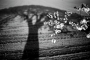Andrea Němcová -Kvetoucí stín stromu