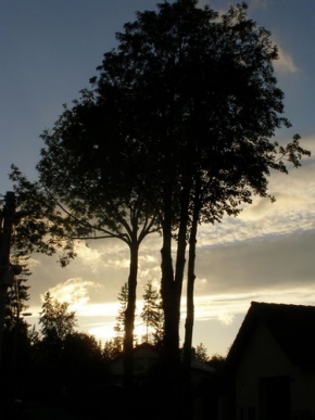 Stromy v krajině - Podvečer