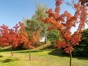 Stromy v krajině - Barvy přírody