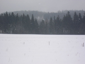 Viktoriya Kalynych - Stromy v zimě