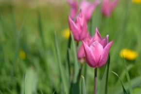 Makro a zblízka - tulipán