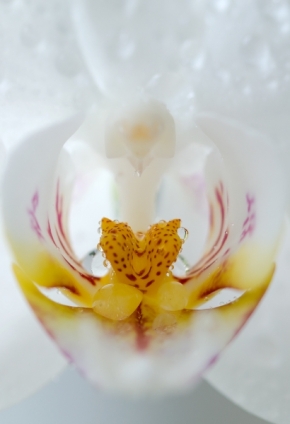 Makro a zblízka - Orchidej