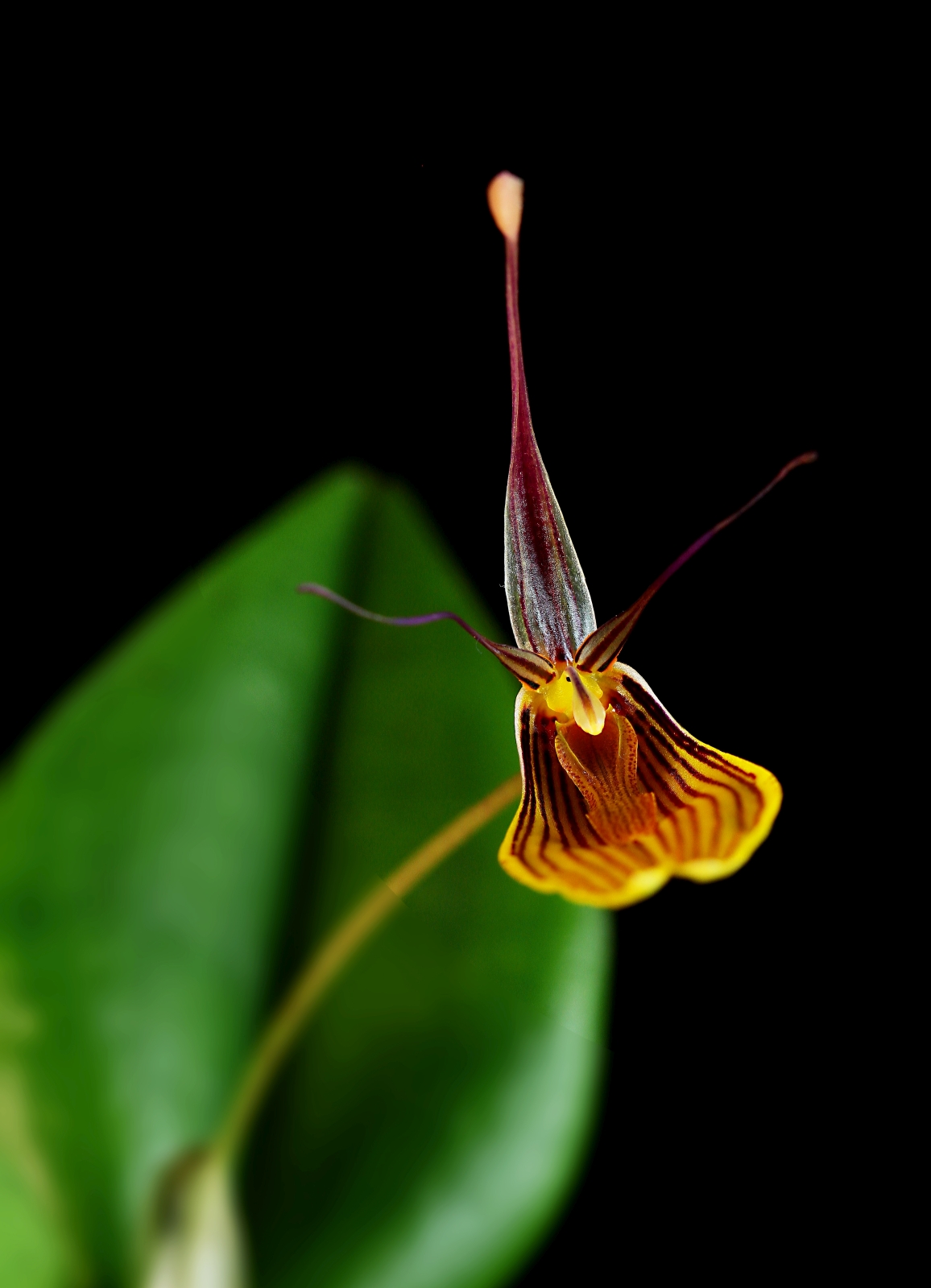Restrepia brachypus - orchidea