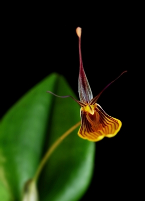 Makro a zblízka - Restrepia brachypus - orchidea
