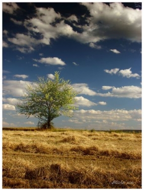 Stromy v krajině - Fotograf roku - junior - Zelenáč