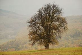 Stromy v krajině - Strom nad Žadoňůvkou