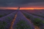 Jackie Tran -Lavender Sunrise