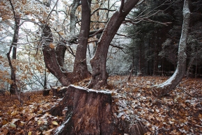 Stromy v krajině - Klenůvka