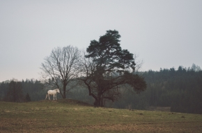 Fotograf roku v přírodě 2016 - Bílý kůň